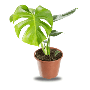Costela de Adão(Monstera deliciosa)