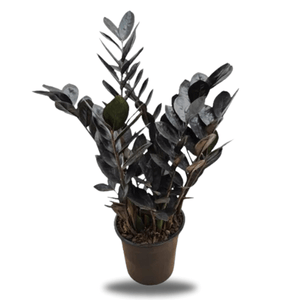 Zamioculca Black Pote 17