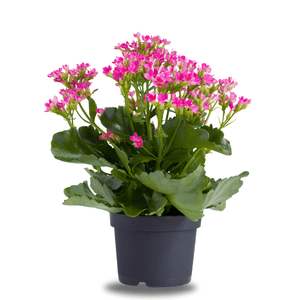 Kalanchoe Pote 11