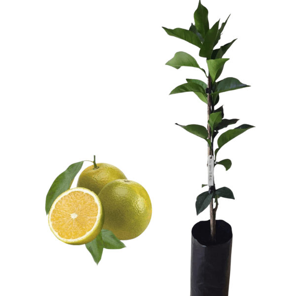 Laranja Pera Rio Enxertada