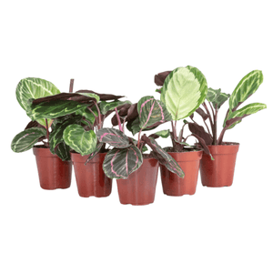 Marantas Variadas Pote 15