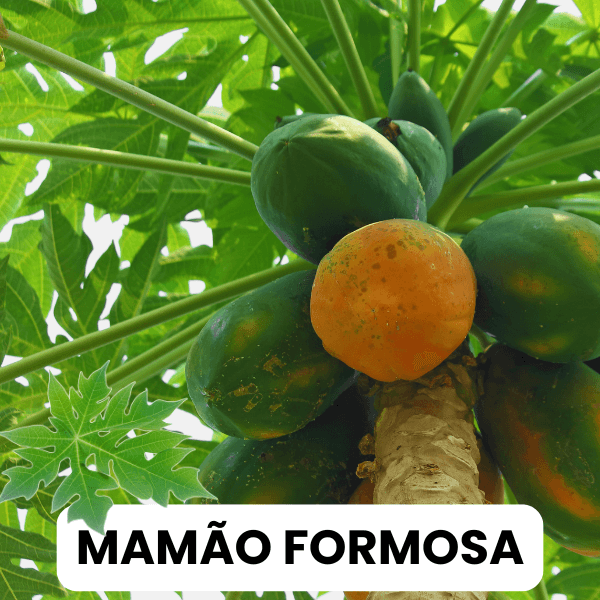 Mamão Formosa