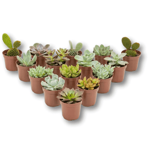 Suculentas Diversas Pote 6